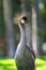 Crested crane