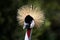 Crested Crane Bird