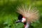 Crested Crane portrait