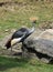 Crested Crane Standing Beside Two Large Boulders