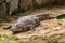 Crested crocodile - the largest animal of this species