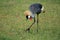 Crested / Crowned Crane, Uganda, Africa