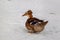 Crested duck in the snow