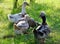 Crested ducks walk on the grass of the yard.