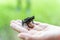 Crested Forest Toad, Rhinella Margaritifera