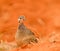 Crested francolin