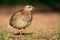 Crested Francolin