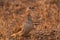 Crested Francolin