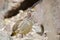 Crested Francolin amongst rocks