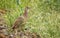 Crested francolin (Dendroperdix sephaena)