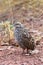 Crested Francolin Juvenile