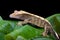 crested gecko pictures