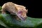 Crested Gecko