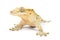 Crested Gecko