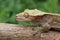 Crested Gecko Correlophus, ciliatus Close Up on Tree Branch