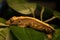 Crested Gecko on a Leaf
