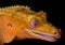 Crested gecko licking lips