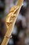 The crested gecko, New Caledonian crested gecko, Guichenot`s giant gecko or eyelash gecko Correlophus ciliatus on the branch