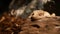 Crested gecko on stone. Closeup cute crested gecko lying and resting on rough stone in warm terrarium or in the wild