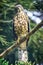 Crested Goshawk