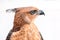 Crested Goshawk or Accipiter trivirgatus white tropical asian hawk eagle