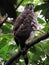 Crested Goshawk On The Lookout For Prey