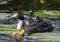 Crested grebe adult with babies on its back