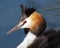 Crested grebe (podiceps cristatus) duck portrait