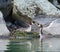 Crested grebe (podiceps cristatus) nest in rocks