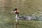 Crested Grebe (southern)