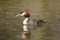 Crested Grebe (southern)