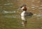 Crested Grebe (southern)
