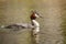 Crested Grebe (southern)