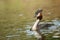 Crested Grebe (southern)