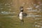 Crested Grebe (southern)