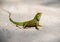 Crested green Lizard Basking on Warm Sands of its Natural Habitat. while its sharp claws provide glimpse of creature\\\'s