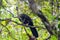 Crested guan Penelope purpurascens in Cockscomb Basin Wildlife Sanctuary, Beliz