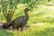 Crested guan (Penelope purpurascens) in Costa Rica