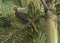 Crested guan Penelope purpurascens, Costa Rica