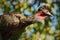 Crested Guan, Penelope purpurascens, Tikal, Guatemala. Wildlife animal scene from nature. Birdwatching in Central America. Rare bi