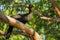 Crested Guan, Penelope purpurascens, Tikal, Guatemala. Wildlife animal scene from nature. Birdwatching in Central America. Rare bi