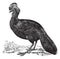 Crested Guan or Penelope purpurascens, vintage engraving