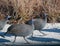 Crested guinea fowl