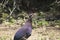 Crested Guinea Fowl calling