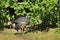 Crested guineafowl