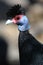 Crested Guineafowl