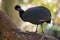 Crested Guineafowl