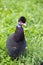 Crested Guineafowl