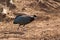 Crested Guineafowl