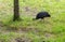 The crested guineafowl Guttera pucherani bird looking for food. The bird has blackish plumage with dense white spots and is